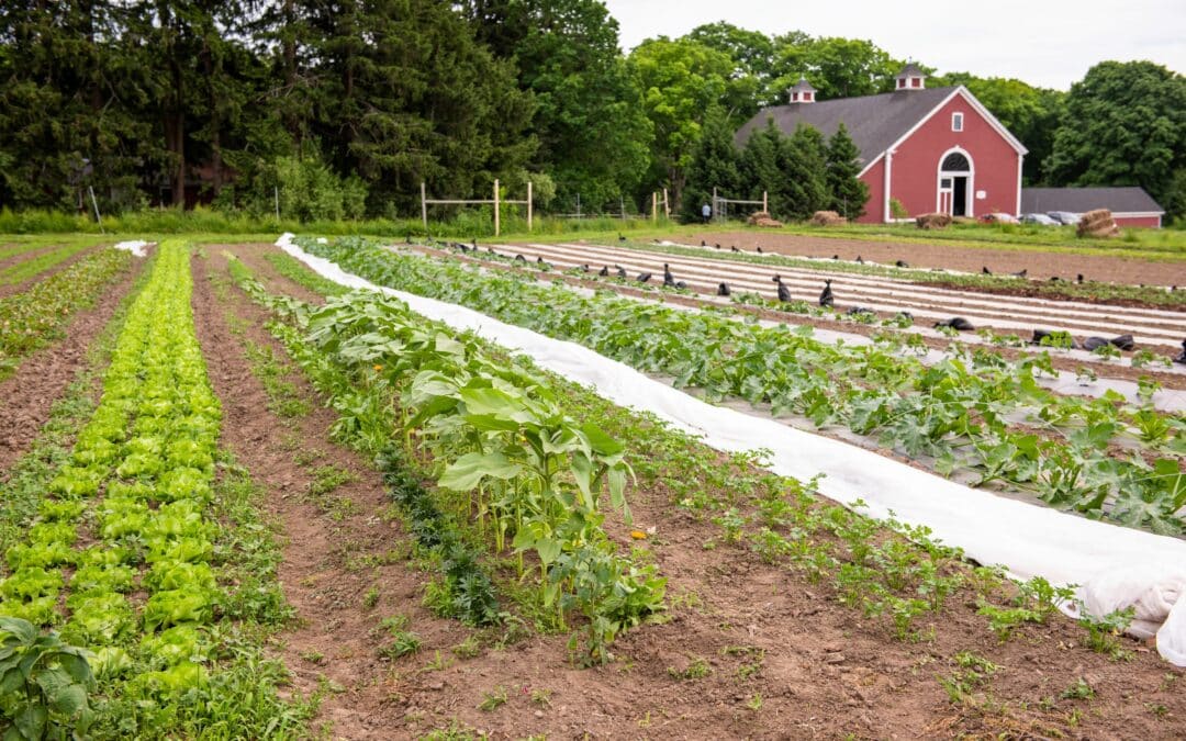 The Salem Pantry partners with 7 local farm organizations to bring locally grown produce to their guests | MassNonProfit News